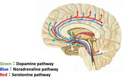 Dopamine, Noradrenaline and Serotonine pathways in the brain