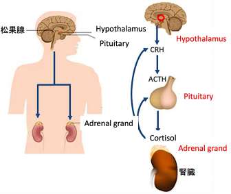 Hypothalamus, Pituitary, Adrenal grand axis