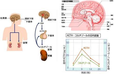 視床下部・下垂体・副腎系とACTH・コルチゾールの日内変動