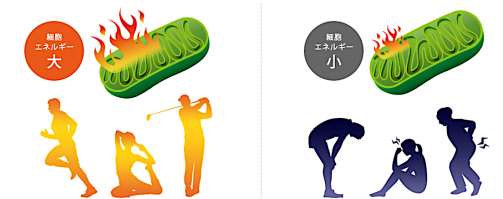 細胞エネルギー大小の比較